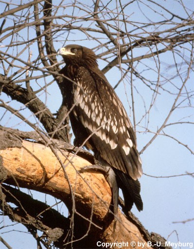 ڪَل جهنگ،  ڦُـلـڦـلـو عـقـاب Greater Spotted Eagle / Aquila clanga /  